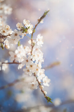 Cherry blossom at sunny spring day. Natural background with flowering cherry branches 