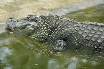 Head of the Giant Black Caiman (Melanosuchus niger) Alligatoridae family. Brazil