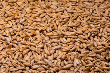 Background of ripe grains of wheat (close-up). Farm harvest concept