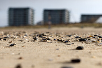 Seashells on the sand and some building in background in Breskens, The Netherlands