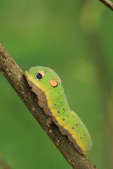 Dew covered spicebush swallowtail butterfly caterpillar (papilio troilus) on stick