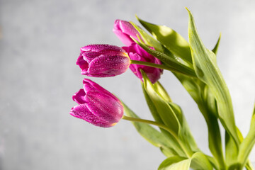 Bouquet of pink tulips on light gray background