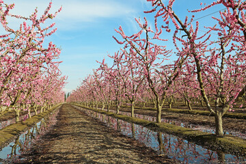 Peach orchard - California