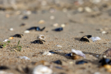 Fototapeta na wymiar Seashells on the sand in Breskens, The Netherlands