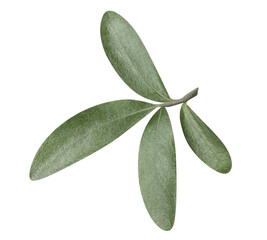 Olive branch cut out