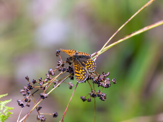 Heath Fritillary Butterfly Resting With Wings Open