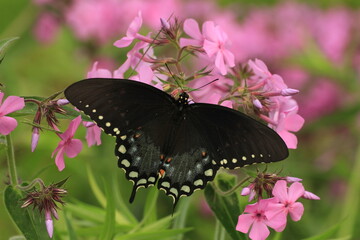 Spicebush swallowtail butterfly female (papilio troilus) on prairie phlox (phlox pilosa) 