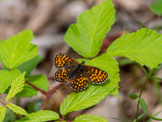 Heath Fritillary Butterfly Resting With Wings Open