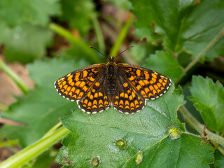 Heath Fritillary Butterfly Resting With Wings Open