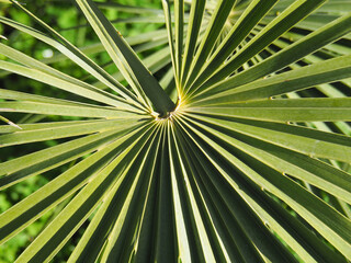 palm leaf fan of livistonia chinensis