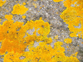 yellow lichens background