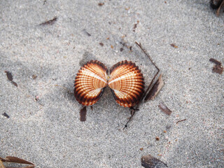 brown ribbed clamshell
