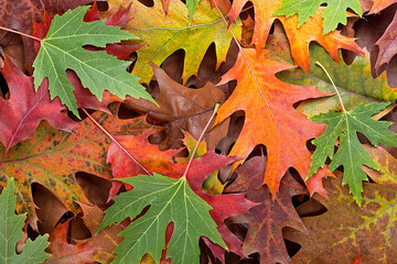 Colorful various autumn fallen leaves on the ground. October autumn leaves.