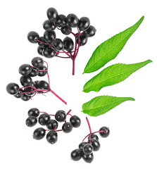 Sambucus. Elderberries with green leaves isolated on a white background, top view.