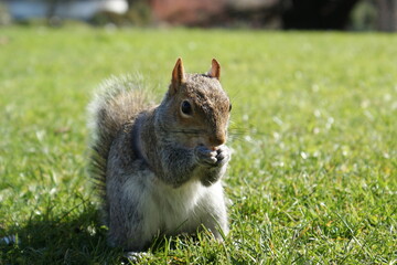 Squirrel in the park on the grass on a sunny day.