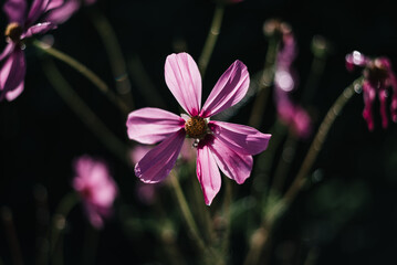 Garden Cosmos Blossom
