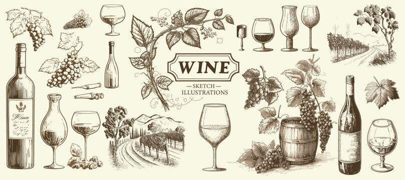 Sketch wine set. Grape, wine bottles and wineglass, barrel. Hand drawn vintage alcoholic beverages vector set. bottle, wineglass and wine alcohol beverage illustration