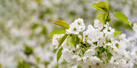 Cherry blossom in spring for background or copy space for text. Selective focus. Banner.