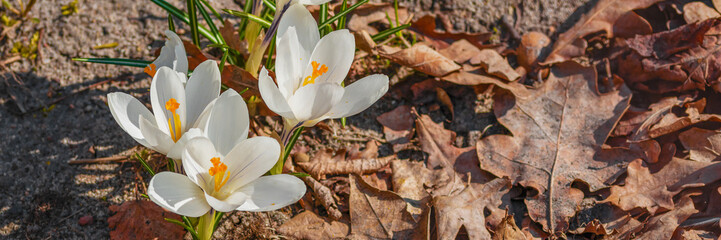 White crocus blossom close up. First spring flowers blooming in garden. Banner.