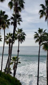 Palm trees and gentle waves along the shore in Laguna Beach