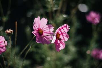 Blooming Beauty: Garden Cosmos with a Bee