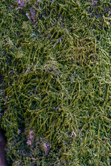 Rough wood bark covered with green moss.
