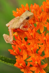 Spring peeper frog (Pseudacris crucifer) on orange milkweed flower (asclepias tuberosa)