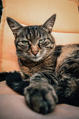 Feline Beauty: Tabby Cat Portrait
