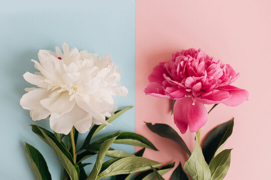 Modern peonies composition on pastel blue and pink paper, flat lay. Creative floral image, stylish greeting card. Fresh pink and white peony flowers top view