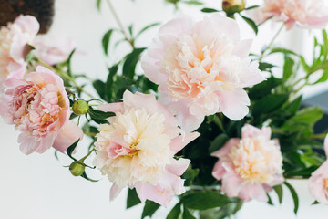 Beautiful peonies bouquet in soft light, petals close up. Stylish floral image. Fresh tender pink peony flowers arrangement on rustic background