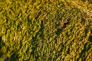 Rough wood bark covered with green moss.
