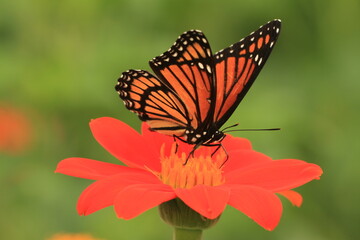 Viceroy butterfly (limenitis archippus) on Mexican sunflower tithonia