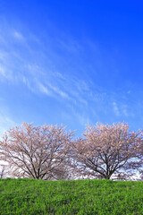 Obraz premium Spring Scenery In Japan, Cherry blossoms of the Kawasaki Tamagawa River Embankment