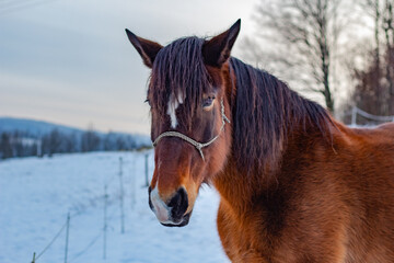 Portrait of brown horse in winter.