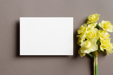 Obraz na płótnie Canvas Invitation or greeting card mockup with spring daffodils flowers