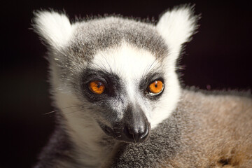 ring lemur