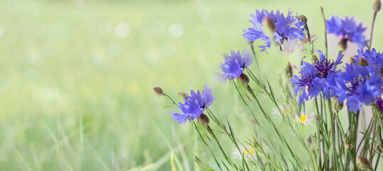 flower. Blue white flowers. Flower garden. flower at spring day. colorful flower. flower decoration. flower for design. Banner. copy space