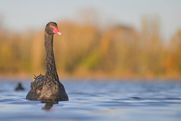 black swan on the lake