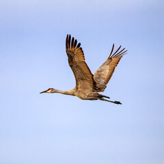 A flying Sandhill Crane and blue sky
