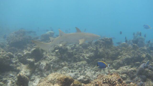 Tawny nurse shark swimming over bleached coral reef