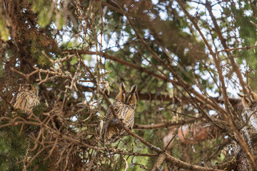Owl Asio otus - Long-eared Owl resting by day in the branches of an evergreen tree. Wild photo in the Czech Republic.