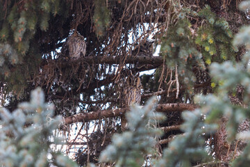 Owl Asio otus - Long-eared Owl resting by day in the branches of an evergreen tree. Wild photo in the Czech Republic.