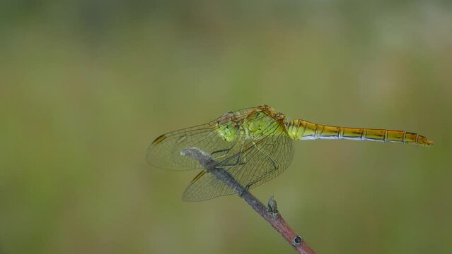 Yellow Vagrant darter (Sympetrum vulgatum) sits on a branch and poops, close-up.