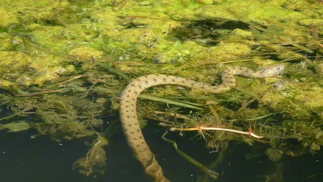 Dice Snake (Natrix tessellata) slowly creeps out onto an islet of floating aquatic plants, close-up.