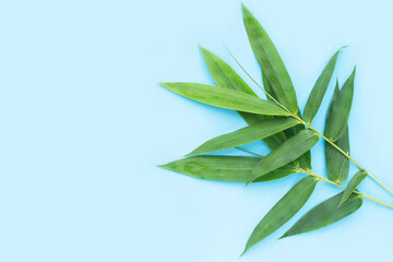 Bamboo leaf. Fresh green leaves on blue background.