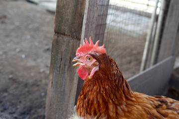 Hen in the chicken farm. Organic poultry house.