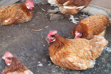 Hens in the chicken farm. Organic poultry house.