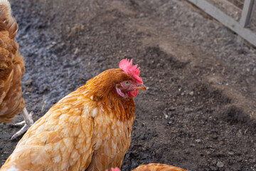 Hens in the chicken farm. Organic poultry house.
