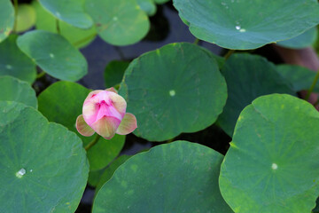 Pink lotus flower blooming in pond with green leaves