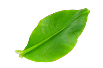 Fresh banana leaf on white background.